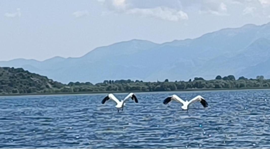 Holiday Home Haustor With Skadar Lake View 波德戈里察 外观 照片