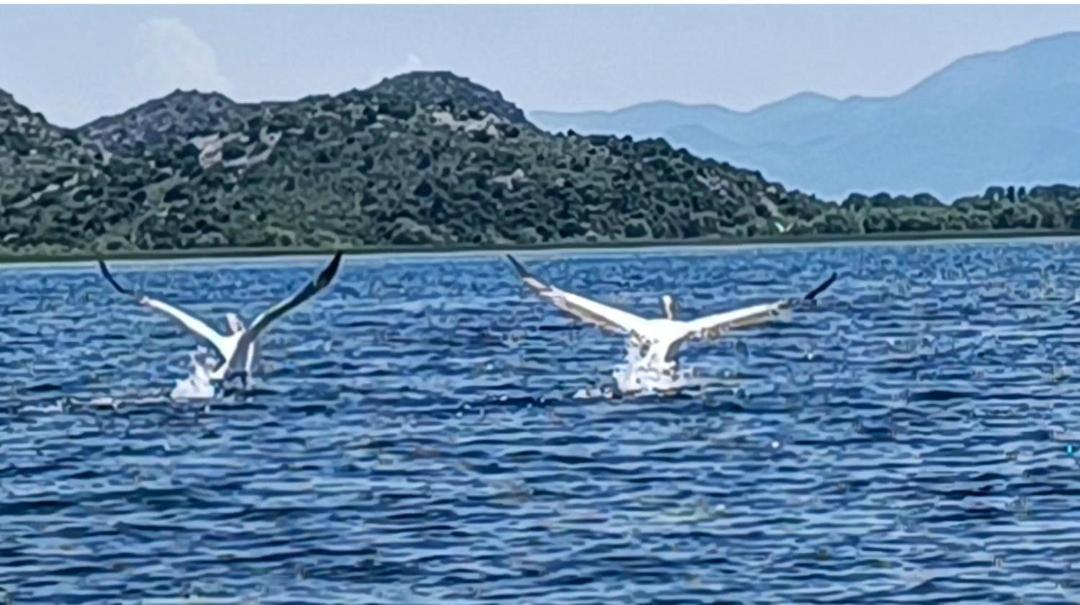 Holiday Home Haustor With Skadar Lake View 波德戈里察 外观 照片