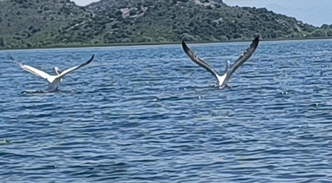 Holiday Home Haustor With Skadar Lake View 波德戈里察 外观 照片