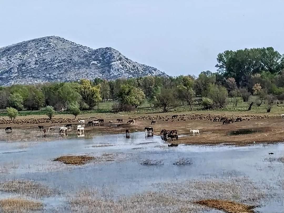 Holiday Home Haustor With Skadar Lake View 波德戈里察 外观 照片