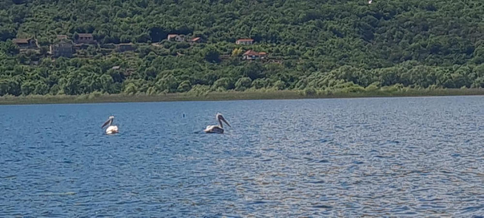 Holiday Home Haustor With Skadar Lake View 波德戈里察 外观 照片