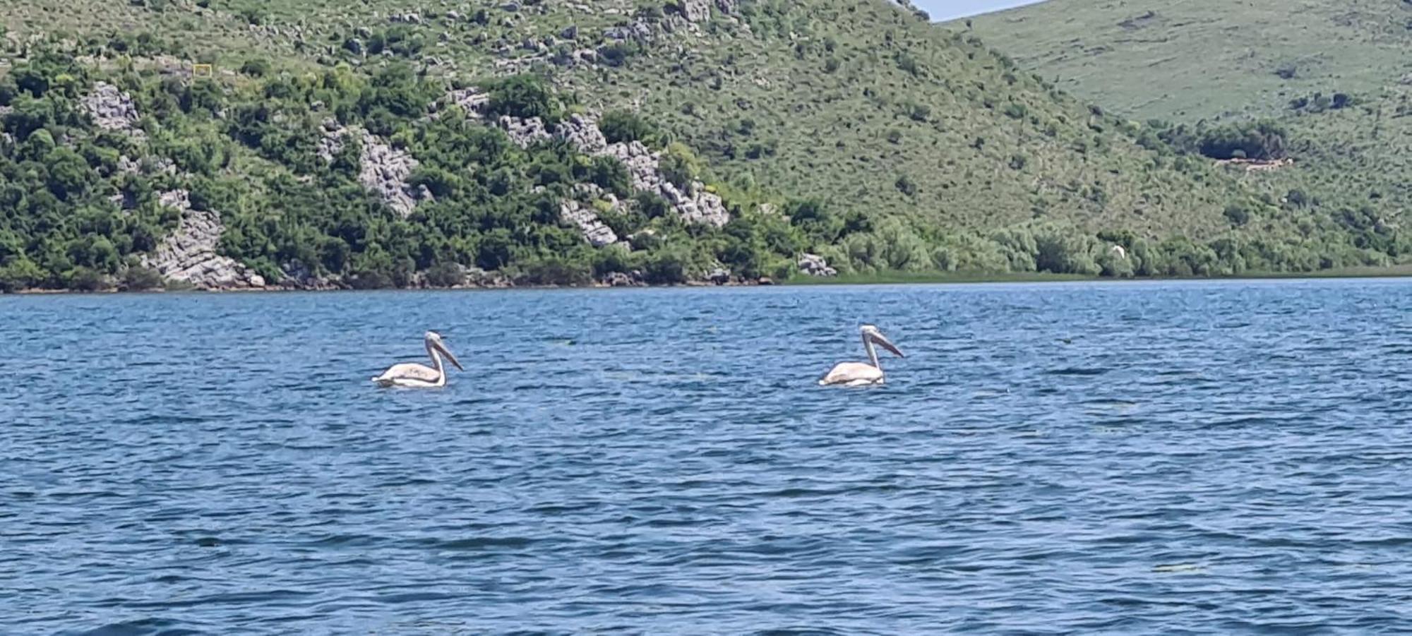 Holiday Home Haustor With Skadar Lake View 波德戈里察 外观 照片